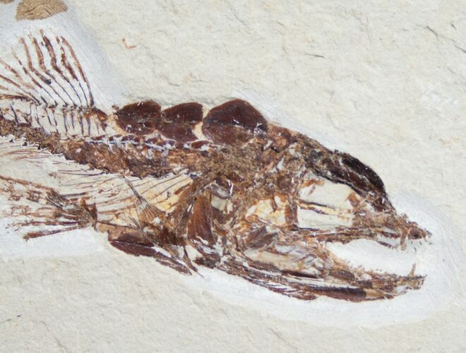 Killer Eurypholis Fossil Fish From Lebanon #9024